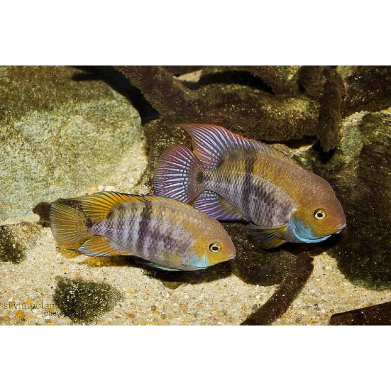 Cryptoheros Sajica 3-4cm